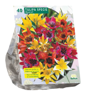 Baltus 'Tulipa Specie'   voorjaarsbloeiers   Mix   40 bollen