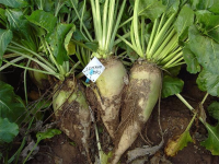Buzzy seeds voederbiet zaden   Zentaur Poly   250g