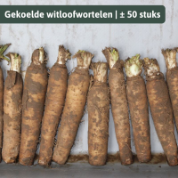 Grond witloofwortels/witloofpennen gekoeld   zak ± 50 stuks (of ± 7 9 kg)   Gekoelde witloofwortelen