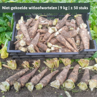 Grond witloofwortels witloofpennen 'Topscore' en 'Manoline'   9kg in netzak ( ± 50 stuks)