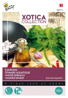 Buzzy seeds Xotica Kankong zaden