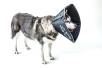 Dierenapotheek.Nl Zwart XS