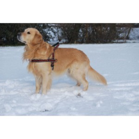 Hurtta Padded Harness 80 cm voor de hond blauw   blauw