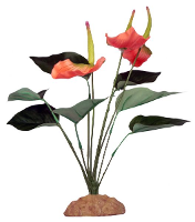 Komodo Anthurium Struik 29 Cm