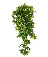 Komodo Croton Plant 40 Cm