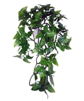 Komodo Philodendron Plant 30 Cm