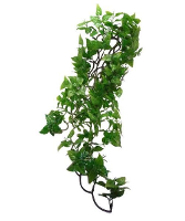 Komodo Philodendron Plant 60 Cm