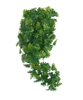 Komodo Plant Split Philodendron 30 Cm
