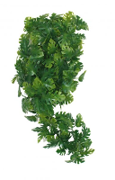 Komodo Plant Split Philodendron 40 Cm