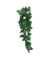 Komodo Sumatra Hanging Vine 40 Cm