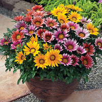 1000Pcs Colorful Chrysanthemum Seeds Rare Flower Seeds Garden Potted Plants