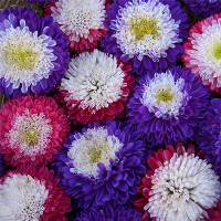 100Pcs Aster Seeds Aster Bonsai Flower Seeds Rainbow Chrysanthemum Seeds Annual Home Garden