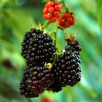 100Pcs Black Mulberry Seeds Morus Nigra Tree Garden Bush Seeds Diy Home Garden Bonsai