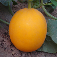 100Pcs Earth Red Melon Seeds Sweet Organic Vegetable Seeds