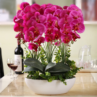 100Pcs Phalaenopsis Seeds Living Room Interior Decoration Flowers Potted Plant Seeds Home Garden
