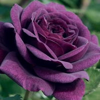 100Pcs Purple Rose Seeds Garden Flower Seeds Home Rare Plant Bonsai