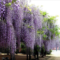 10Pcs Purple Wisteria Flower Seeds Wisteria Sinensis For Diy Home Garden Plant