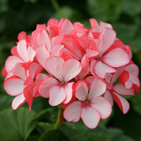 10Pcs Rare Geranium Seeds Appleblossom Rosebud Pelargonium Perennial Flower Seeds
