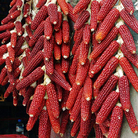 10Pcs Red Corn Seeds High Yield Waxy Corn Diy Garden Plant Novelty Vegetable Seed