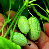 10Pcs Super Mini Watermelon Seeds Thumb Watermelon Delicious Fruit Seeds
