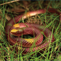 120Cm Soft Rubber Lifelike Snake Toy Snake Party Bag Filler Halloween Joke Prop