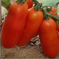 200Pcs Bunches Of Bananas Tomato Seeds Organic Vegetable Bonsai Seeds