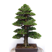 20Pcs Japanese Cedar Semillas Bonsai Seeds Rare Tree Seeds For Home Garden