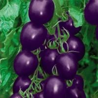 20Pcs Purple Tomato Seed Balcony Bonsai Organic Fruits Cherry Garden Seed