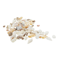 40Pcs/lot 0.3 1.6 Cm Small Miscellaneous Conch Home Decoration Material Natural Craft Seashell