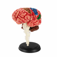 4D Master Assembled Human Body Anatomical Model Brain Model Brain Structure Model Science Toys