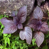 50Pcs Purple Perilla Vegetable Seeds Garden Annual Herb Plant