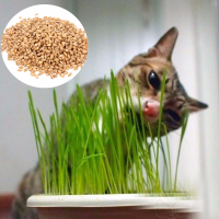 90G Pure Natural Grown Sweet Oat Grass Seeds Cat Dog Rabbit Pet Health Food 90g Pure Natural Grown
