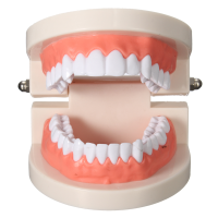 Abs Tooth Model Tooth Veneered Practice Dental Teaching Learning