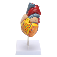 Anatomical Human Life Size Heart Model   Medical Cardiovascular Anatomy