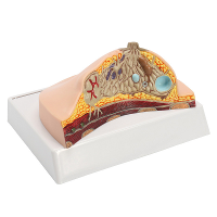 Anatomy Teaching Of Female Pathological Breast Medical Model Model Education