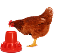 Chickens Chook Hen Ducks Feeder Waterer Drinker Plastic Red Poultry Geese Rabbits Pigeons Backyard