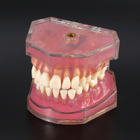 Dental Disease Teeth Implantation Model Detachable Tooth Dentist Education Teaching Equipment