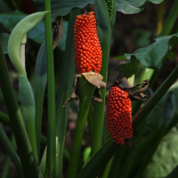 Egrow 10 Pcs Garden Fruit Seeds Red Fruit Corn Seeds Bonsai Planting