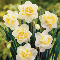 Egrow 100 pcs Aquatic Daffodil Seeds Narcissus Flower Double Petals Home Courtyard Bonsai Plant