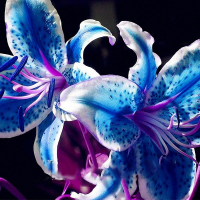 Egrow 100 PCS Perfume Liliy Seeds Cheap Perfume Lilies Seeds, Rare Color Flower Garden Plant