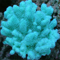 Egrow 1000 Pcs Aquarium Plant Seeds Fish Tank Moss Fern Aquatic Seeds Landscape Decoration Grass