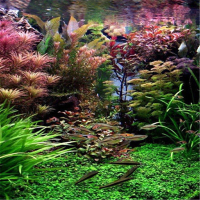 Egrow 1000 PCS Aquarium Plant Seeds Pine Tree Semillas Raras Plantas Aquatic Fish Tank Decoration Trees Seeds