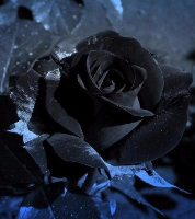 Egrow 100pcs Black Rose Seeds Beautiful Flower Seeds Home Garden Bonsai