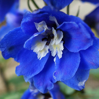 Egrow 100pcs Delphinium Grandiflorum Flower Seeds Home Gardening Bonsai Garden Decor