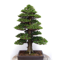 Egrow 20pcs Japanese Cedar Semillas Bonsai Seeds Rare Tree Seeds For Home Garden Planting