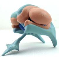 Human Anatomical Brain Cerebral Basal Ganglia Anatomy Teach Model Education