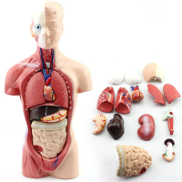 Human Torso Body Anatomy Model Heart Brain Skeleton Medical School Educational