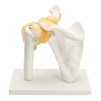 New Life Size Anatomical Functional Human Shoulder Joint Teaching Model