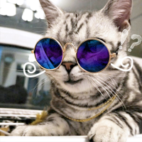 Yani Hp Pc4 Fashion Glasses Pet Toy Glasses Fashion Sunglasses Pet Supplies For Sale