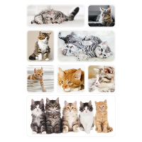 Katten/poezen thema stickers   24x stuks   kinderstickers   stickervellen   decoratie artikelen